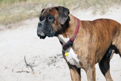 animals-1666775_1920