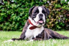 boxer-2408908_1920