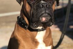 boxer-4696228_640