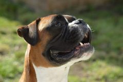 boxer-dog-3651030_1920