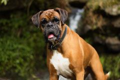 dog-3316593_1920