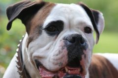 dog-407599_1920