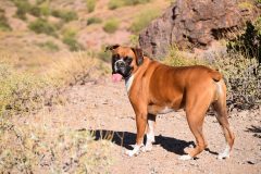 dog-4329768_1920