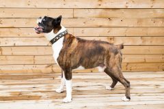 dogs-2806695_1920
