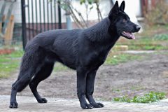 black-german-shepherd-2994409_1920