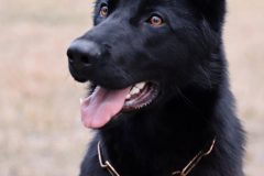 black-german-shepherd-3260427_1920