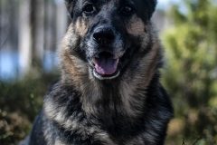 dog-3405243_1920