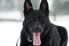 dog-903990_1920