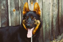dog-931976_1920