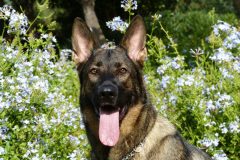 german-shepherd-232393_1920
