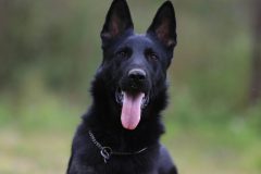 german-shepherd-3019269_1920