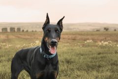 doberman-1177919_1920