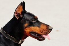 doberman-1334497_640