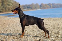 doberman-4017250_1920