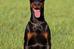 doberman-4244733_1920
