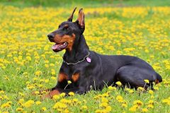 doberman-893931_640
