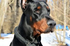 doberman-pinscher-4534707_1920