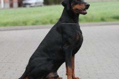 dog-3125133_1920