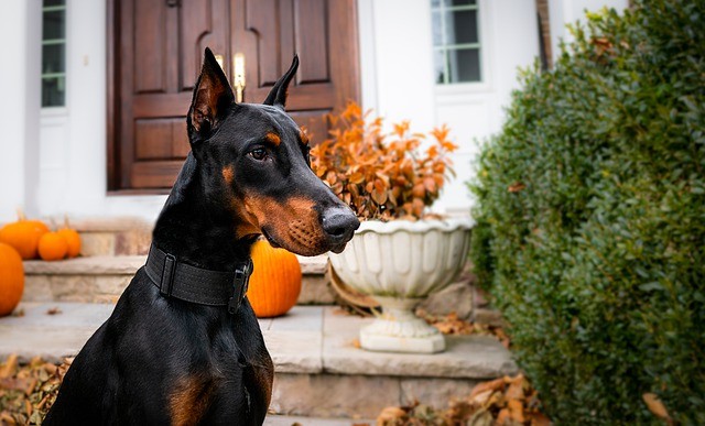 doberman-4711635_640