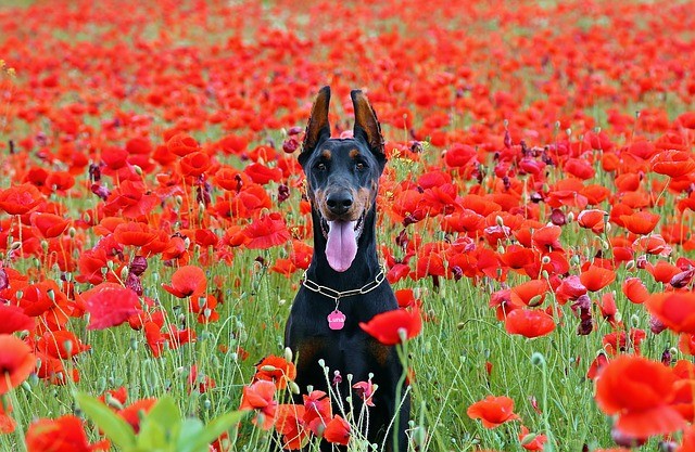 doberman-dog-1438132_640