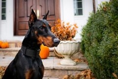 doberman-4711635_640