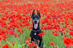 doberman-dog-1438132_640