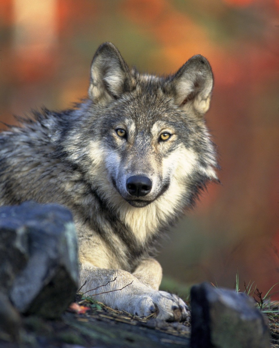 Lobo-2