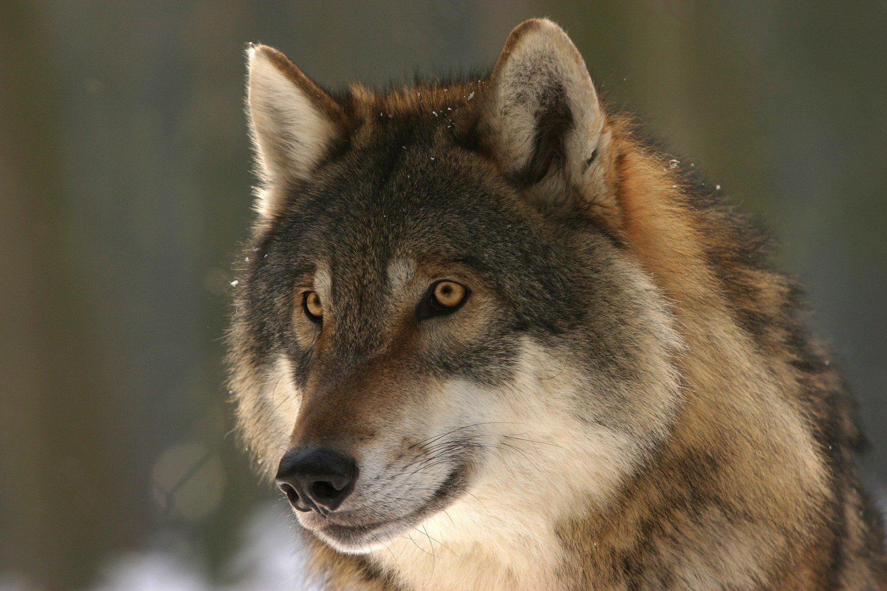 Lobo-3