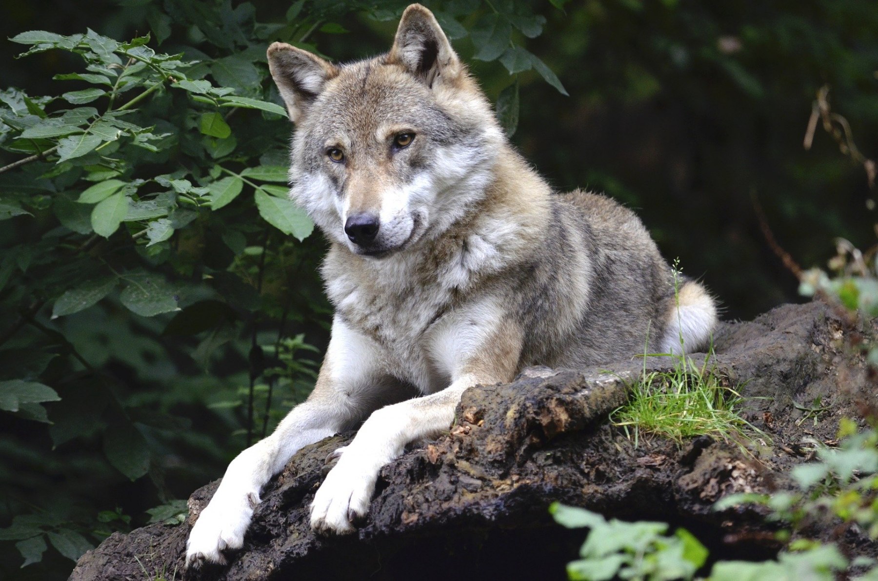 Lobo-4