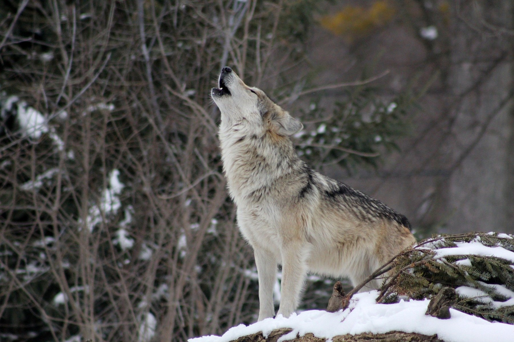 Lobo-5
