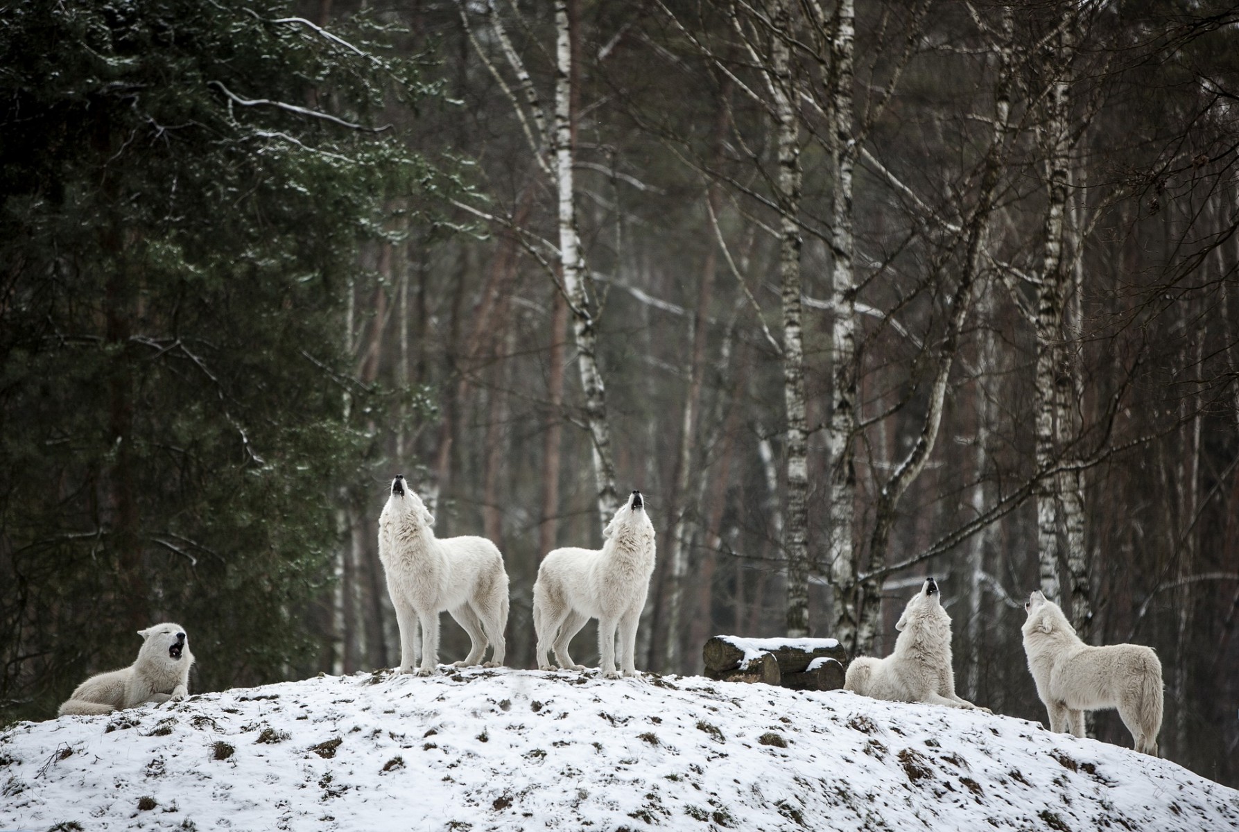 polarwolf-4686720_1920