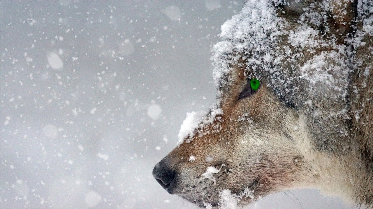 wolf-2043464_1280