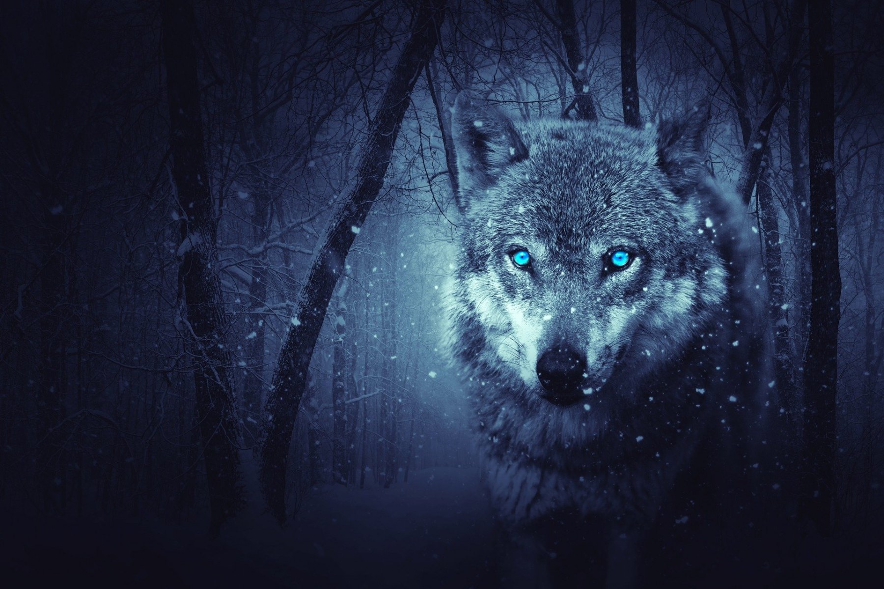 wolf-2227541_1920