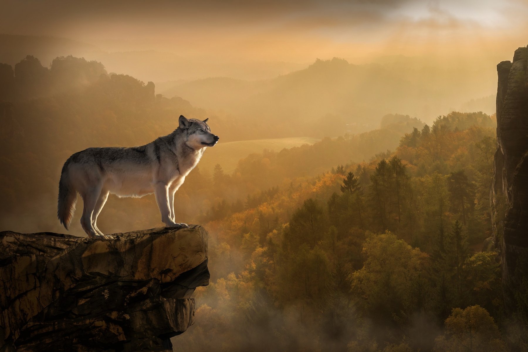 wolf-3158282_1920