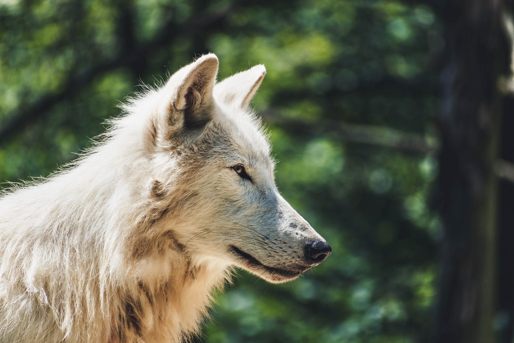 wolf-4334874_1920