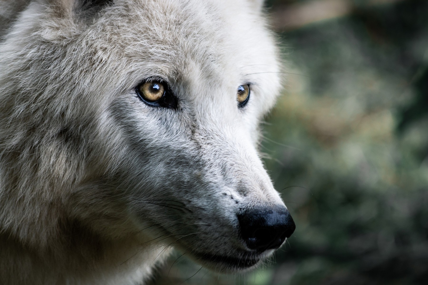 wolf-4483675_1920