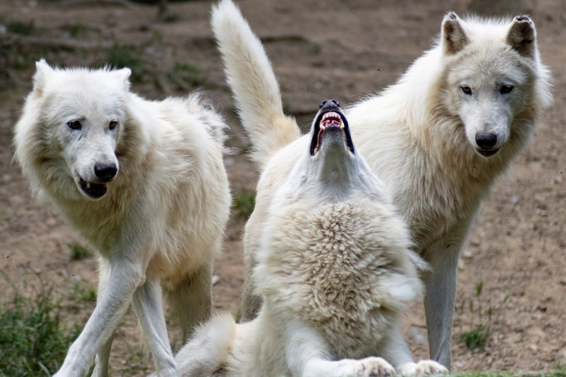 wolf-5325060_1920