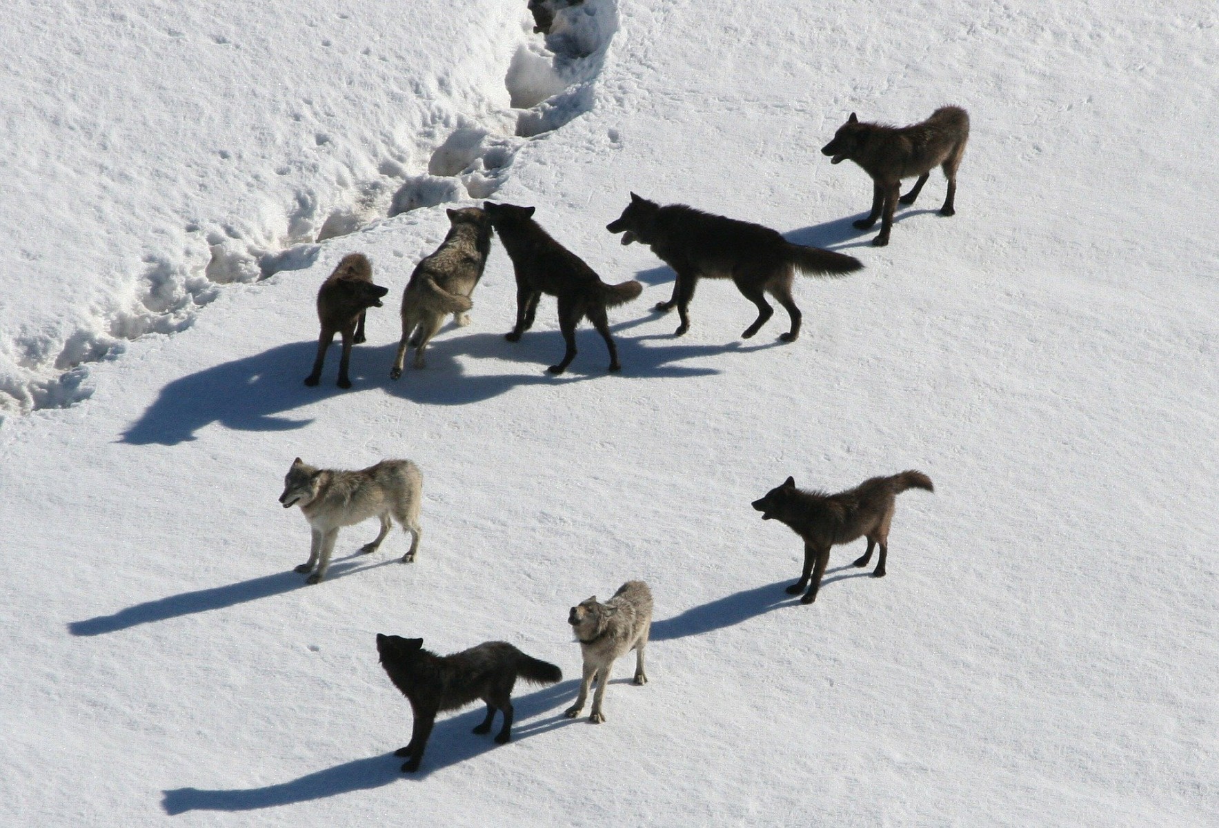 wolves-221304_1920