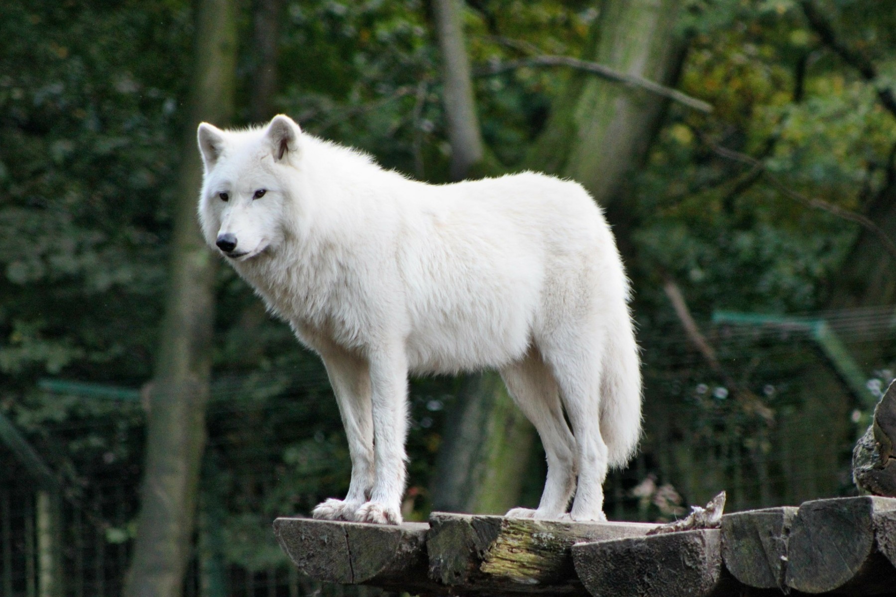zoo-111178_1920
