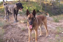 Mastin-Espanol-y-Malinois-Belga