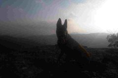 malinois-1