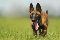 malinois-354527_640