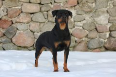 dog-4009287_1920