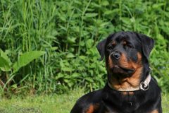 dog-5539226_1920