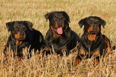 rottweiler-323261_640