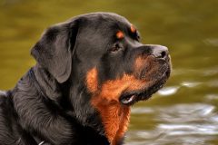 rottweiler-3477556_640