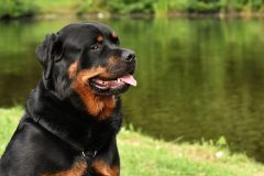 rottweiler-3478953_640