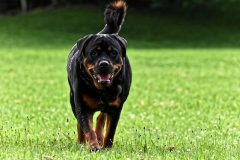 rottweiler-4415054_640