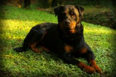 rottweiler-684880_1920