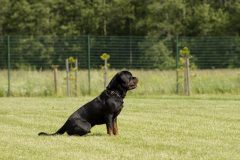 rottweiler-823732_1920